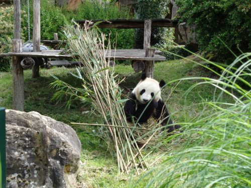 juin-2026-Beauval 14