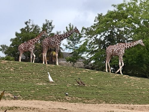 juin-2026-Beauval 2