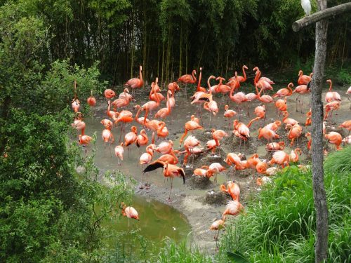 juin-2026-Beauval
