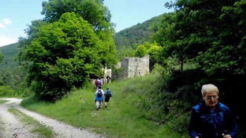foret-de-Saou-04
