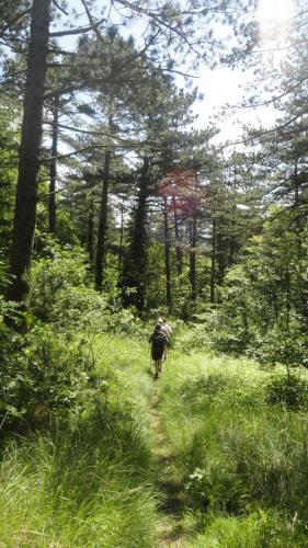 foret-de-Saou-07