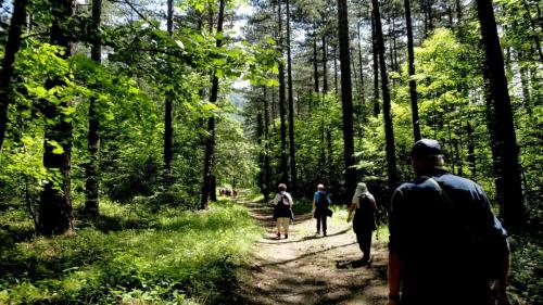 foret-de-Saou-09
