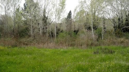 Etangs-St-Louis-14
